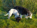 Sandy mit unserem Border Collie Gina